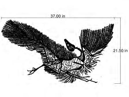 Despite its small size, broad wings, and inferred ability to fly or glide, Archaeopteryx has more in common with small