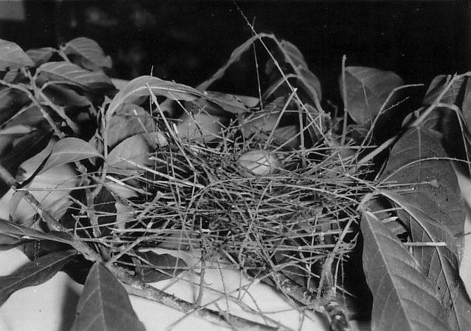 REFERENCES Avibase. 2013. Bearded Bellbird (Procnias averano). August. Accessed November 14, 2014. http://avibase.bsc-eoc.org/species.jsp?lang=en&avibaseid=c5682ce468c95f4d. ffrench, R. 1991.