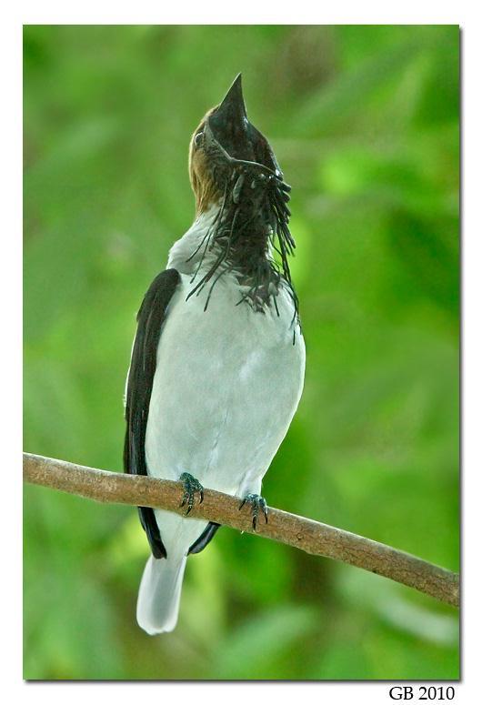 Fig. 3. Calling perch of male bearded bellbird, Procnias averano. [http://www.glennbartley.