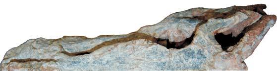 M. A. G. DE FRANÇAET AL. (a) (b) Fig. 6. Skull of Decuriasuchus quartacolonia (MCN-PV10.105a) in dorsal view. (a) Photograph of laterodorsal view.