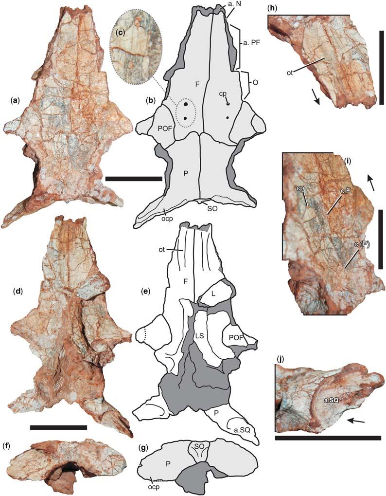 M. A. G. DE FRANÇAET AL. Fig. 9. Frontal, parietal and postfrontal of Decuriasuchus quartacolonia (MCN-PV10.