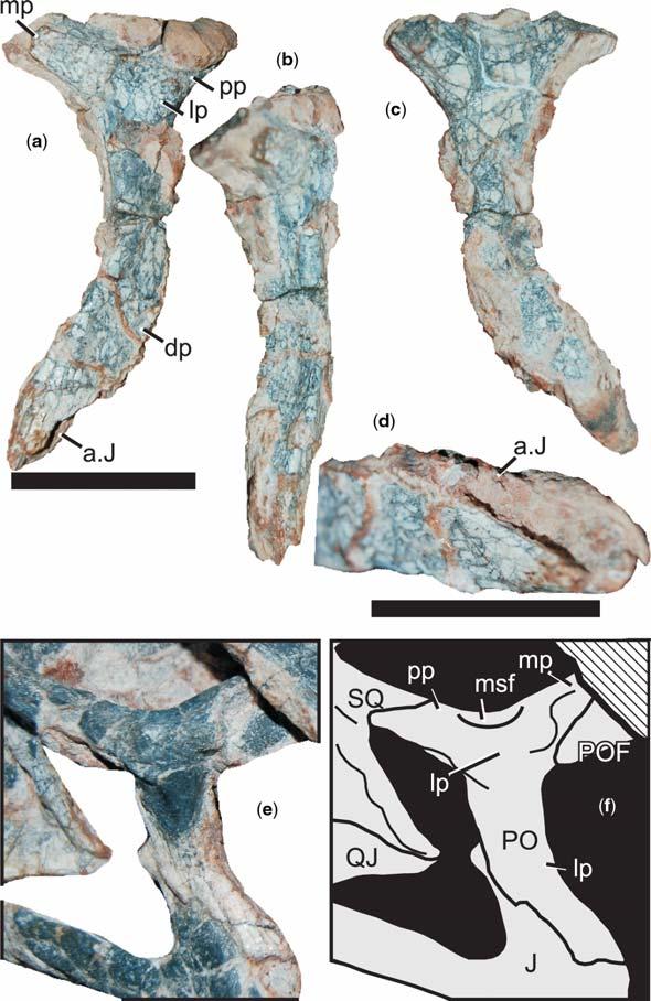 M. A. G. DE FRANÇAET AL. Fig. 10. Postorbital of Decuriasuchus quartacolonia: (a) left side of MCN-PV10.004 in lateral view; (b) left side of MCN-PV10.004 in anterior view; (c) left side of MCN-PV10.