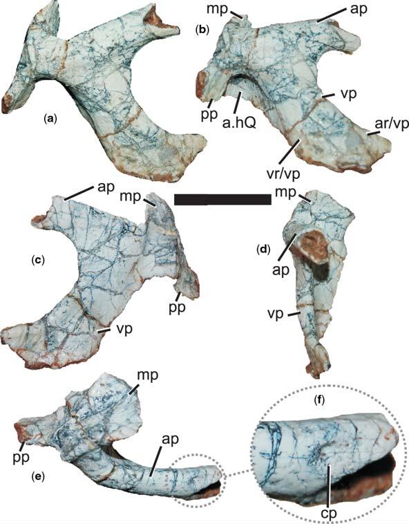 SKULL ANATOMY OF DECURIASUCHUS QUARTACOLONIA Fig. 11. Right squamosal of Decuriasuchus quartacolonia (MCN-PV10.