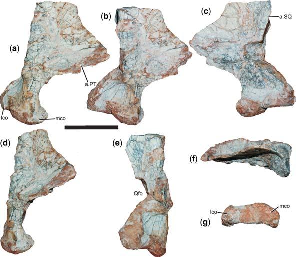 M. A. G. DE FRANÇAET AL. Fig. 13. Left quadrate of Decuriasuchus quartacolonia (MCN-PV10.