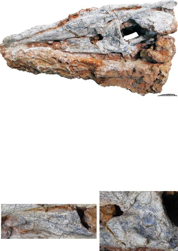M. A. G. DE FRANÇAET AL. (a) (b) (c) (d) Fig. 14. Skull of Decuriasuchus quartacolonia (MCN-PV10.