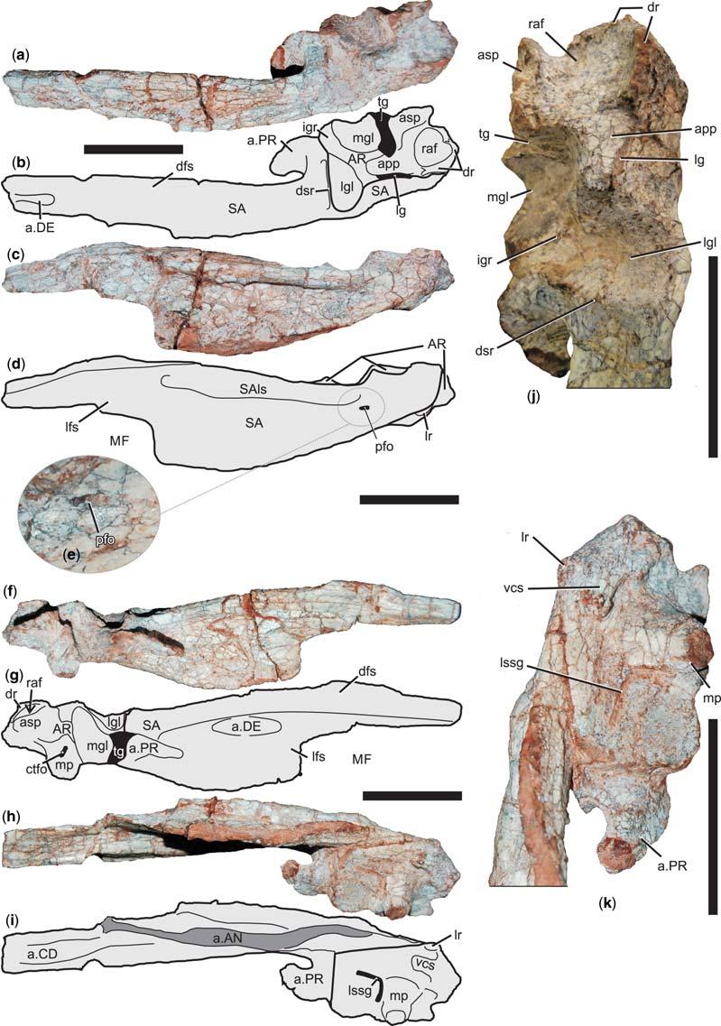 M. A. G. DE FRANÇAET AL. Fig. 15. Left articular and surangular of Decuriasuchus quartacolonia (MCN-PV10.