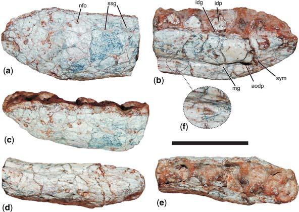 SKULL ANATOMY OF DECURIASUCHUS QUARTACOLONIA Fig. 16. Fragment of left dentary of Decuriasuchus quartacolonia (MCN-PV10.