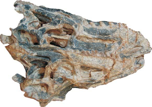 SKULL ANATOMY OF DECURIASUCHUS QUARTACOLONIA (a) (b) Fig. 3. Skull of Decuriasuchus quartacolonia (MCN-PV10.105c, above; MCN-PV10.