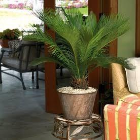 SAGO PALM DANGER!!! Contributed By Denise Gaboury This warning from Clays Mills vet clinic in KY. Please help us spread the word about this.