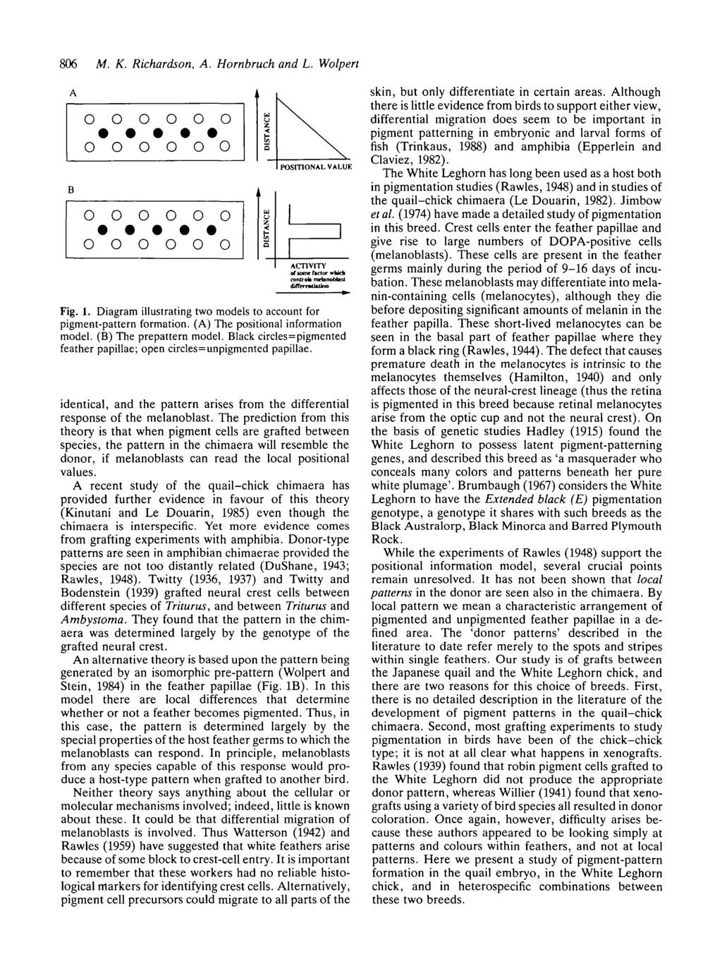 86 M. K. Richardsn, A. Hrnbruch and L. Wlpert B POSITIONAL VALUE ACTIVITY f trn hctr which cntrl mrtanbfasl diftcremtliua Fig. 1. Diagram illustrating tw mdels t accunt fr pigment-pattern frmatin.