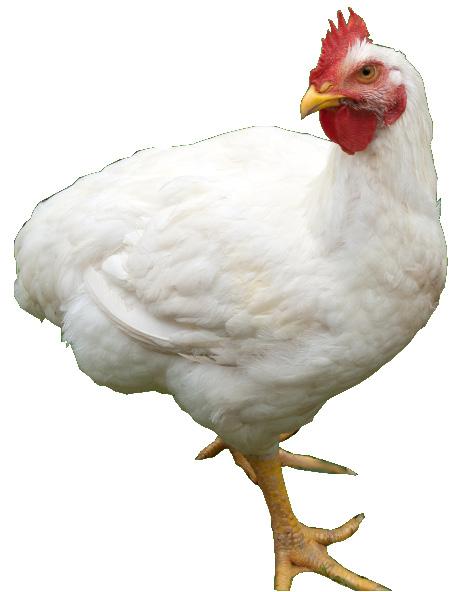 MEAT BIRDS SEX Straight Run Pullets Males BOX OF 25 $55.25 $2.21 each $43.