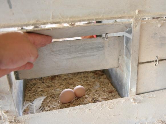 Egg Handling Change litter