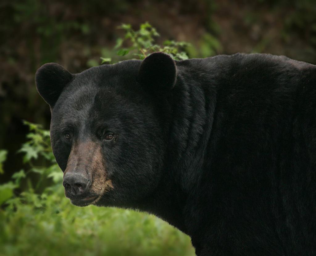 It has broad, long broad head; a long muzzle; relatively small eyes; erect, short, rounded ears; flat-footed; and a short tail. The fur of a black bear is shaggy, long (except in mid-summer) and soft.