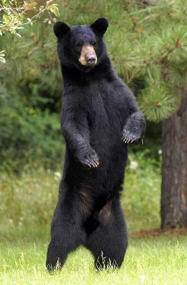 Distribution and Abundance Black bears are found in 40 states from Alaska to Mexico.