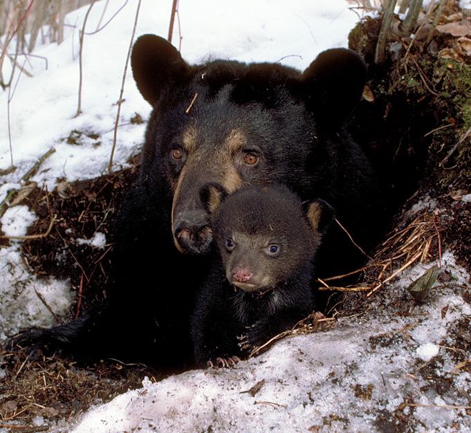 Life History Breeding and Reproduction Black bears, both males and females, reach sexual maturity between 2.5 and 3.5 years of age; first mating typically occurring at this time.