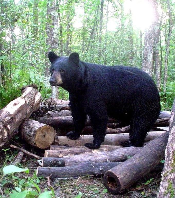 Black bears are omnivores and feed on grasses and forbs in the spring, soft mast and insects in the summer, and soft and hard mast in the fall.