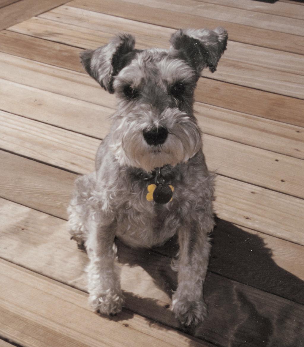 This is a photo of the Miniature Schnauzer named Maddie.