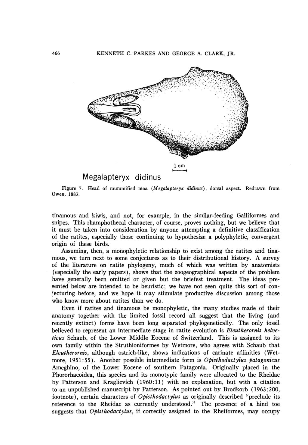 466 KENNETH C. PARKES AND GEORGE A. CLARK, JR. Megalapteryx didinus 1 cm c--( Figure 7. Head of mummified moa (Megalopteryx &&us), dorsal aspect. Redrawn from Owen, 1883.