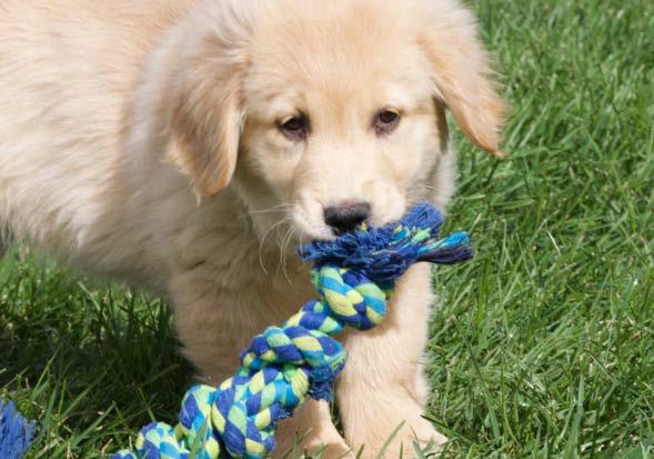 A registered non-profit 501 (c)(3) charitable organization Published monthly by Golden Retriever Rescue of the Rockies hank you for belonging to and volunteering for GRRR.
