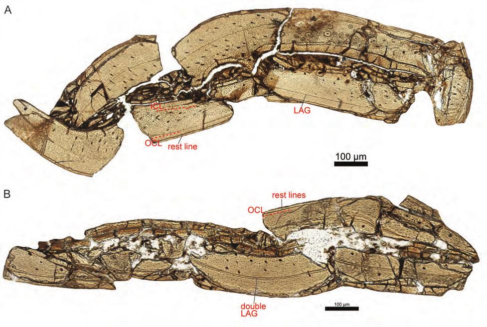 RESEARCH Figure S10. Histological thin sections from Enantiornithine sp. STM29-8: A, humerus; B, femur. OCL, outer circumferential layer; ICL, inner circumferential layer. 7.