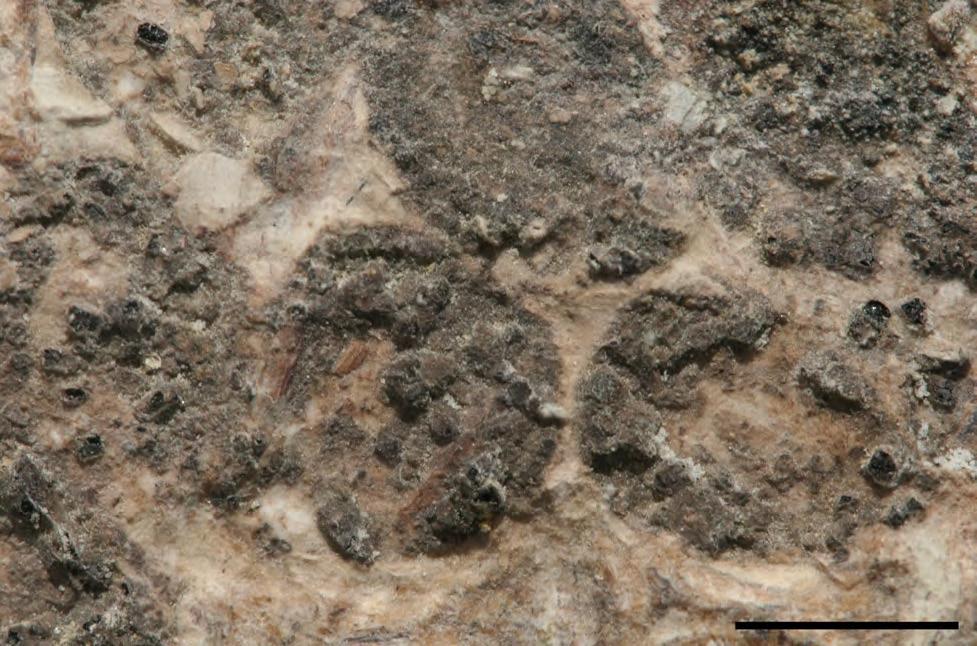 RESEARCH SUPPLEMENTARY INFORMATION Figure S1. Counter-slab of Jeholornis sp. STM2-51 in ventral view.