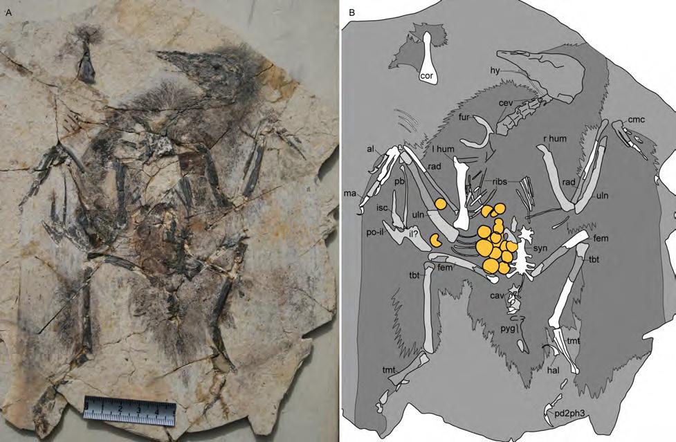 RESEARCH Figure S3. Main slab of Enantiornithes indet. STM29-8 preserved in dorsal view: A, photograph; B, camera lucida drawing.