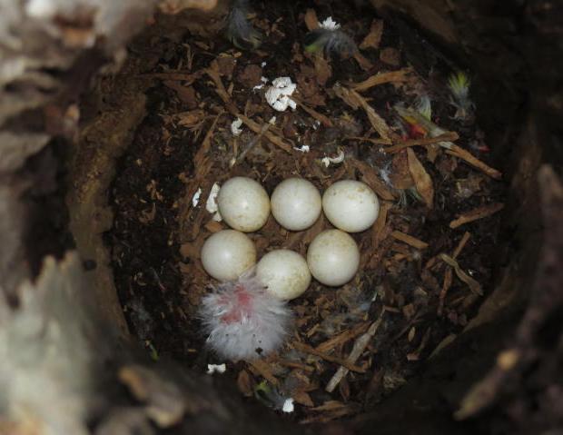 The nest was then protected each night until the 6 th chick fledged. A second breeding attempt was abandoned during the incubation period.
