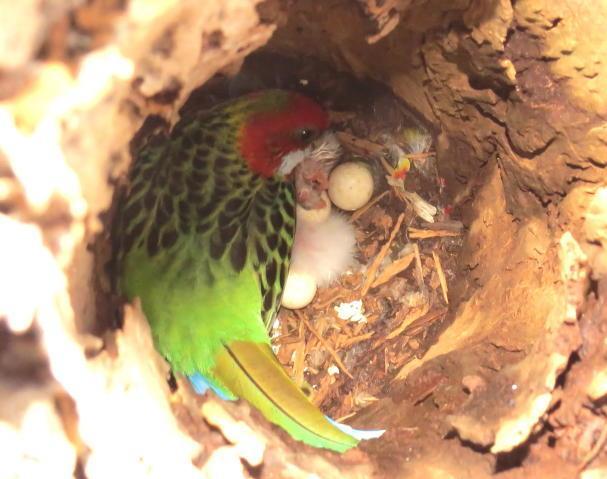 27/10/16 observed that 6 eggs had hatched, attended by M (female parent) 3/11/16 chicks developed to stage where they could be fed and D (male parent) started attending as well as M 16/11/16 3 chicks