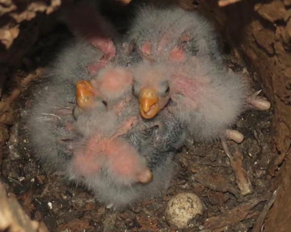 34am 16/11/16 1 live chick was found on the ground near to back door (8m from nest