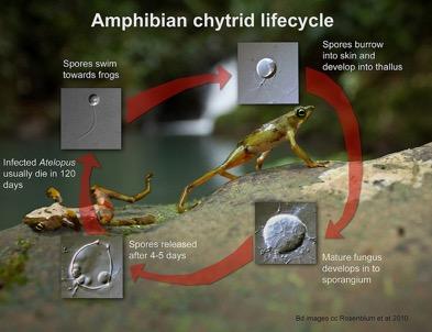 cutaneous water absorption Chytrid Fungi Growth rate highest in