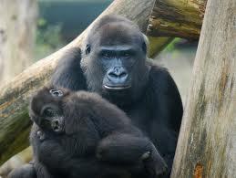 Lesson: The Gorillas of Uganda Lesson Topic: Shared Humanity Shared Humanity Written by Marilee Joy Mayfield We often don t think of ourselves as animals, but we are.