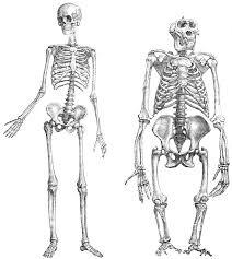 The human skeleton (on the left) and the gorilla skeleton (on the right) are very similar in structure. Since Drs.