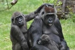 Members of a gorilla family usually stay together throughout their lives, helping and protecting each other. So, how are gorillas similar to humans? Gorillas and humans both have families.