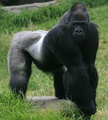 Also just like people, gorillas have body odor. As the leader of the family, the male gorilla makes his presence known with a strong body odor, especially when he feels threatened or excited.