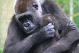 Gorillas can be very affectionate with each other, especially mother gorillas with their babies.
