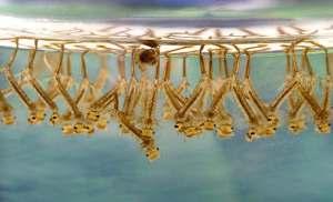 ?? (hint: same as fleas) Egg, Larva, Pupa and Adult E,L,P,A METAMORPHOSIS Complete Metamorphosis mosquito larvae larvae are