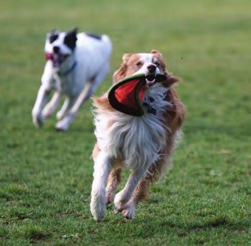 Exercise Like humans, pets need frequent exercise. Schedule time every day to take a walk together, throw a ball, dangle some string anything to provide opportunities for exercise.