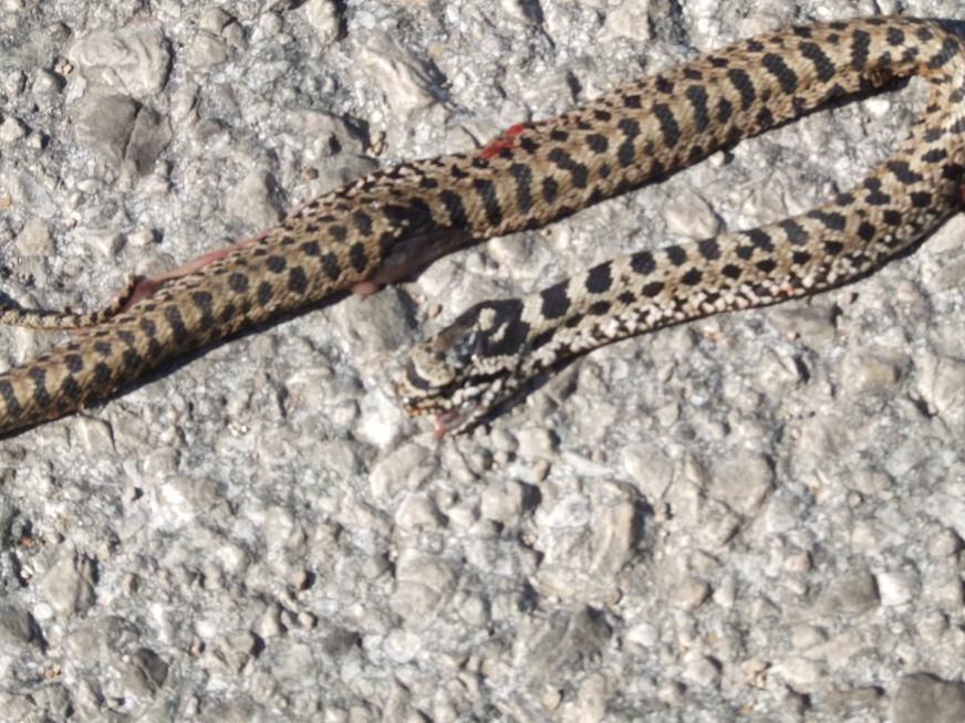 Road-killed snakes on the island of Cres (Croatia) 91 Figure 2. Run over young Elaphe quatuorlineata on Cres. ter (1999) saw four living specimens in total between 1997 and 1998 in the same area.