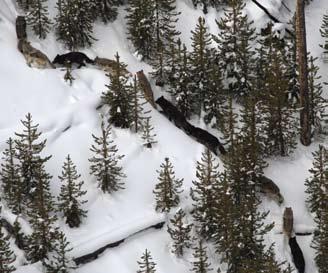 10 Pack Summaries Making its way through an early winter snow, the Gibbon Meadows pack was the largest pack in Yellowstone at the end of 2009.