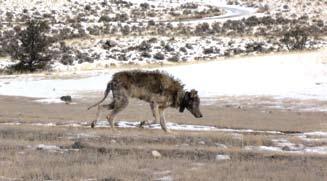 Yellowstone Wolf Project 15 tests, kinship reconstruction, and field observations, gene flow among all recovery areas inferred by the presence of migrant and admixed (offspring of migrants)