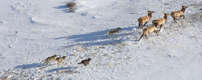 Blacktail wolves pursue elk on Blacktail Deer Plateau in late March.