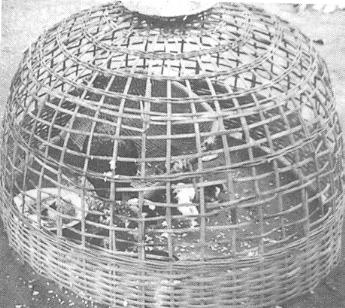 CAGE FOR NATIVE CHICKENS Location: Burirum Province, Thailand Strips of bamboo approximately 1cm wide and 0.5cm thick are used to construct a hemispherical net shape with a large hole in the top (Fig.