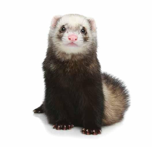 Manage pet ferret adrenal cortical disease with a SINGLE ANNUAL IMPLANT NOT APPROVED BY FDA Legally marketed as an FDA Indexed Product under MIF