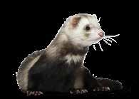 Adrenal cortical disease (ACD) affects approximately 70% of pet ferrets in