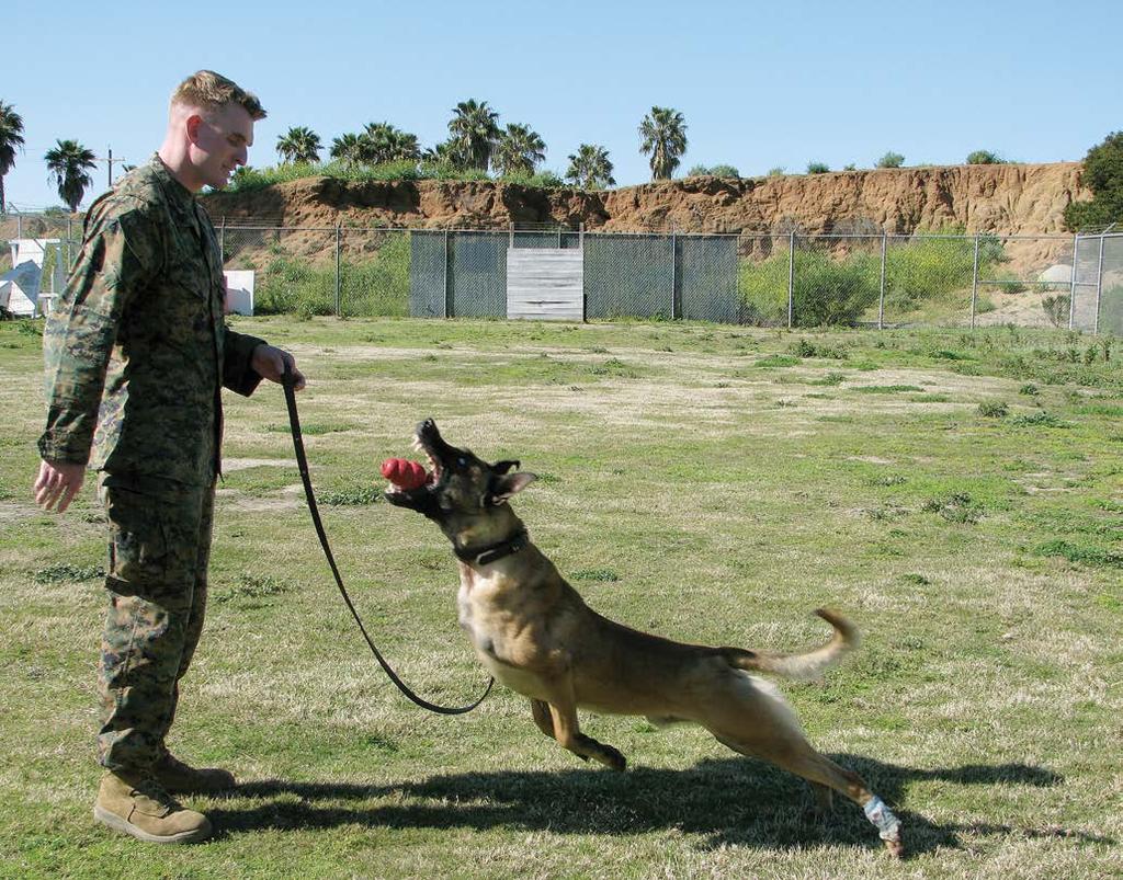 No more are the days of whipping and shocking a war dog to perform independently. Handlers study how to perfect the skills of the MWD by employing natural canine assets.