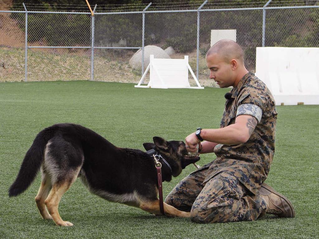 It wasn t exactly magical when Edens, an experienced handler and former chief trainer and kennel master out of Quantico, first met PEDD Piko, a full-bred German Shepherd Dog, at Camp Pendleton.