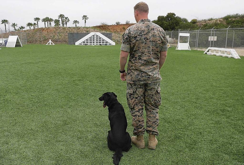 Photos left to right: Handler SSgt. Shawn Edens takes a break from training Patrol Explosive Detection Dog Piko for bite work Sgt. Christopher J.