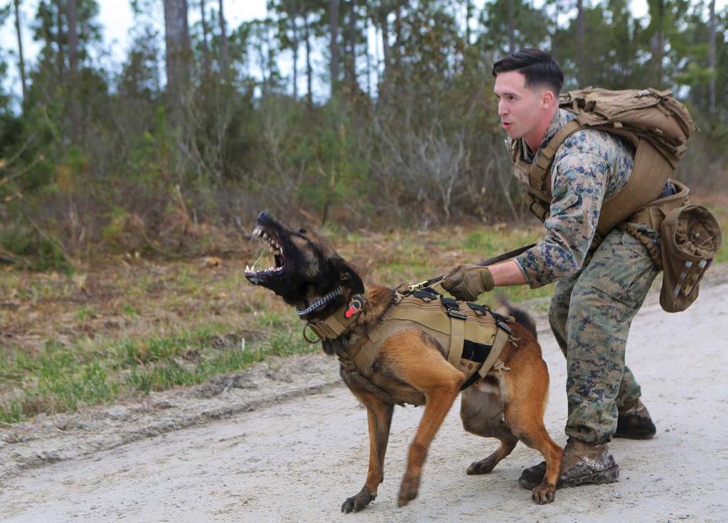 MWDs ask so little yet leave tracks of selfless service in the fight against terrorism.