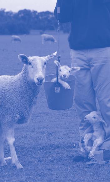 Technical Update Christie Iker, Daniel Brown and Andrew Swan - Animal Genetics and Breeding Unit Selecting For More Lambs Maternal Behaviour Score What is maternal behaviour score?