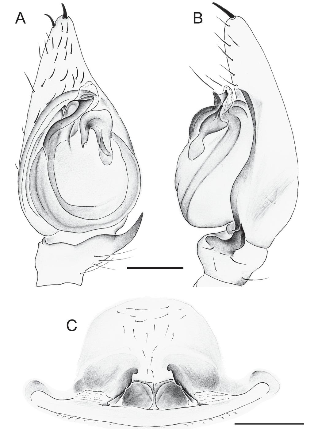 European Journal of Taxonomy 114: 1 23 (2015) Fig. 6. Acanthinozodium sahelense sp. nov. A B. Holotype. A. Palp, ventral view.